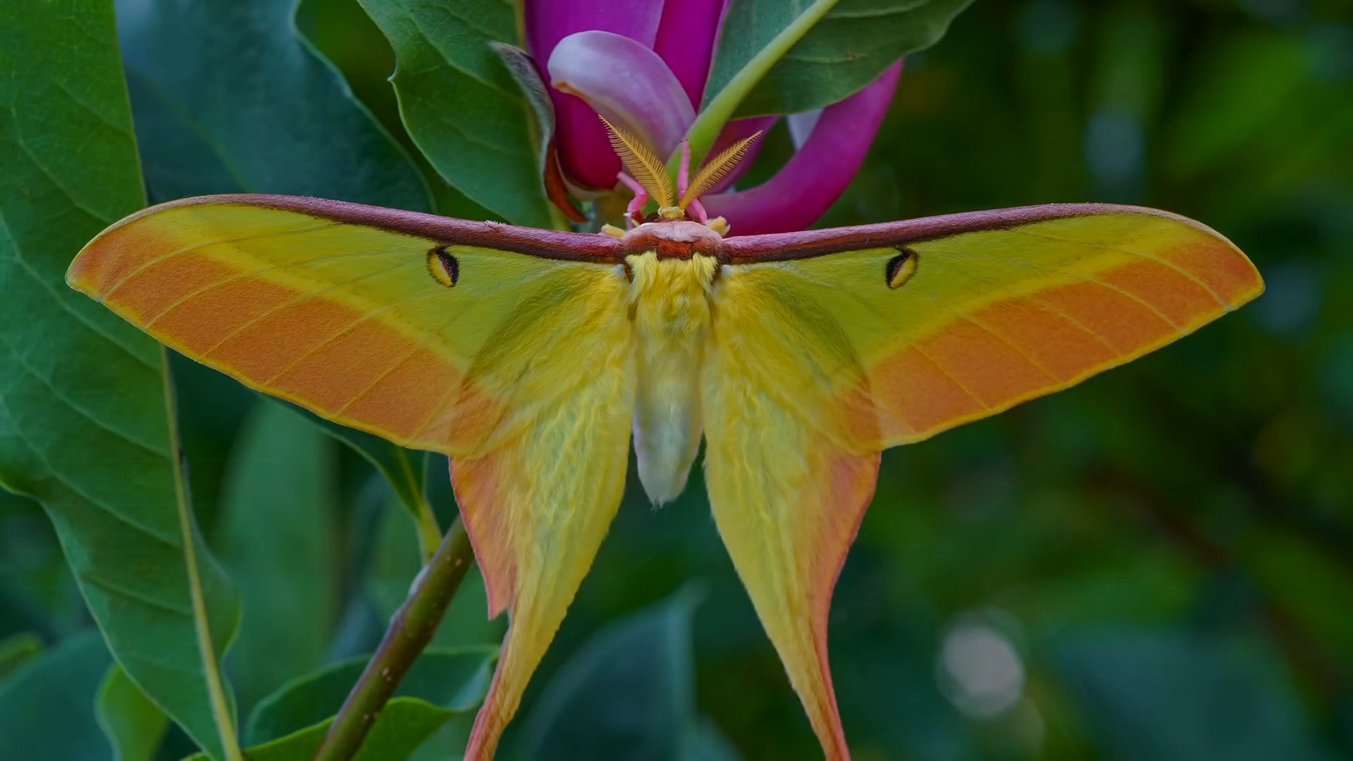 Giant butterfly Actias Dubernardi. Full cycle of life - My, Insects, Life cycle, Butterfly, Caterpillar, Metamorphosis, Video, Longpost