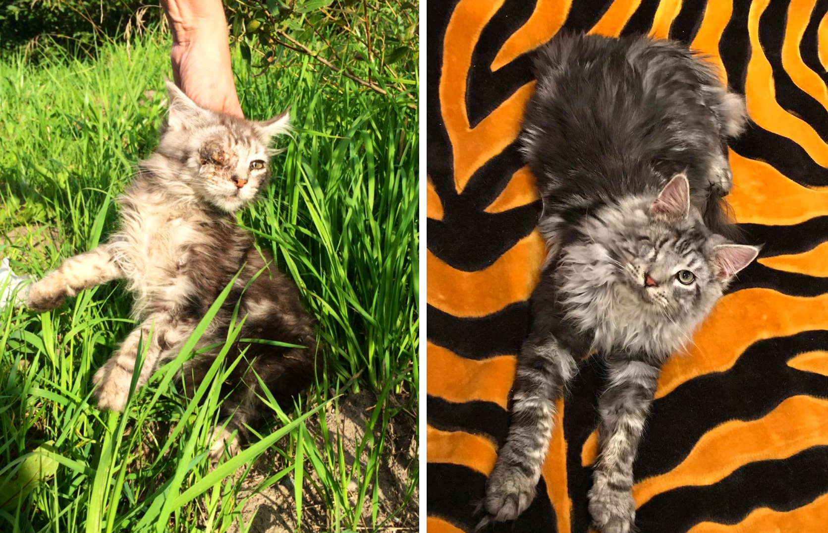 Before and after. Our one-eyed Tosha, who was found in a box wrapped in tape - My, cat, Animal Rescue, Longpost, Video