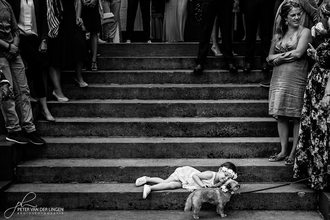 In my opinion, these photos from wedding photo shoots are the best. - Dog, Wedding, PHOTOSESSION, The photo, Groom, Bride, Photobomb, Milota, Longpost