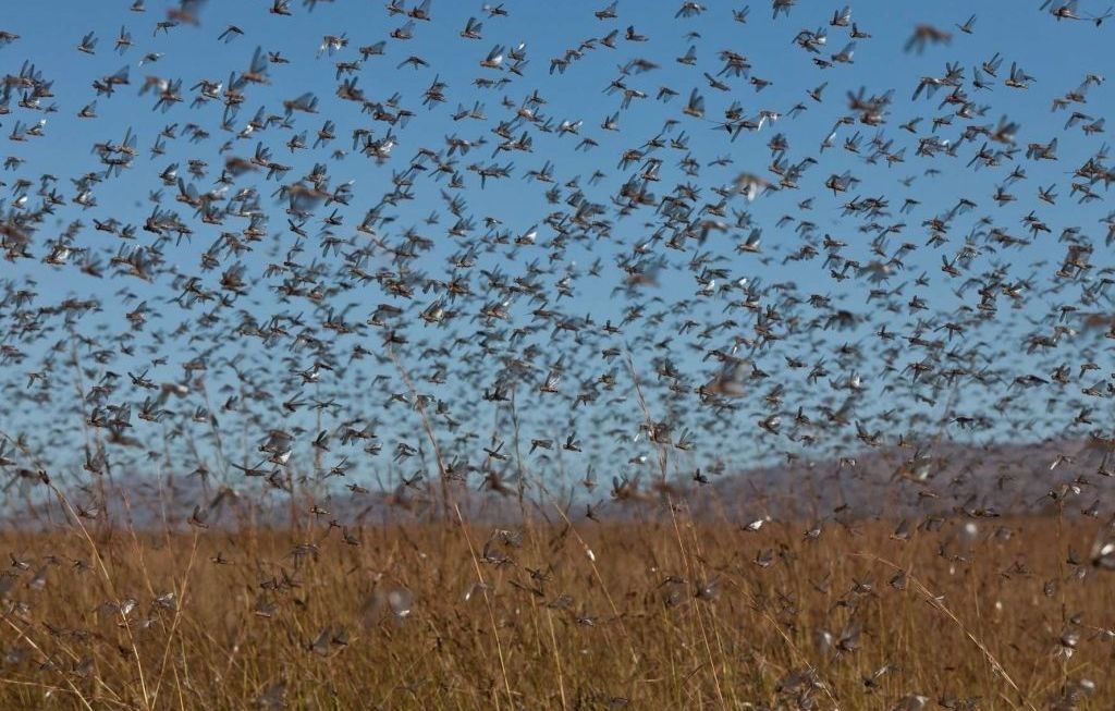 Locusts attack Pakistan: authorities declare a state of emergency - Locust, Invasion, Pakistan, Insects, news, Pests, Emergency