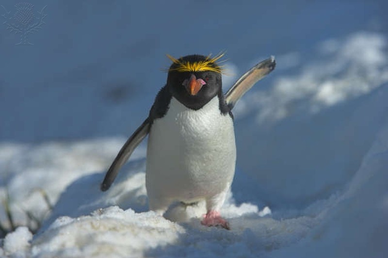Penguin walks through the snow. And each in his own way - My, Pinguins from Madagascar, Variant of reality, Sociophobic Penguin, Penguin Lifter, Penguins, Longpost