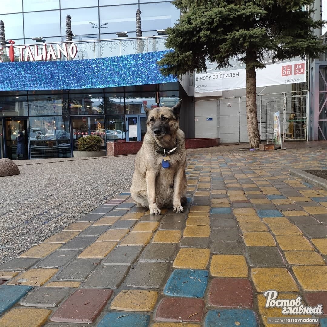 В Ростове у входа в ТЦ поставили памятник собаке, которая жила в нём много  лет | Пикабу