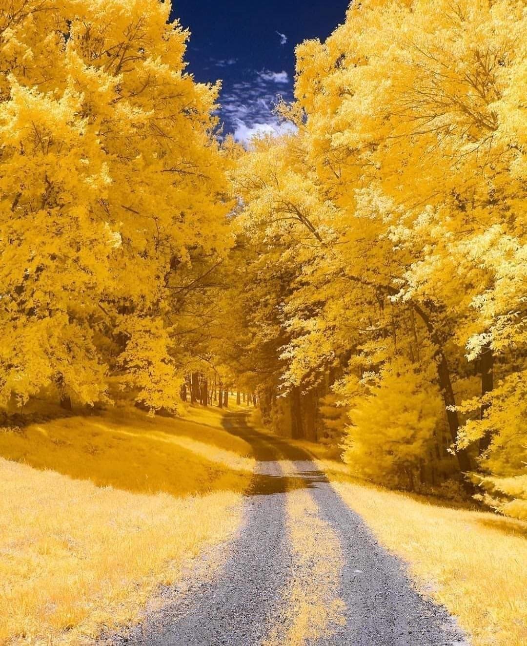 Perfectionism... - The photo, beauty, Autumn, Road, Nature, Yellow