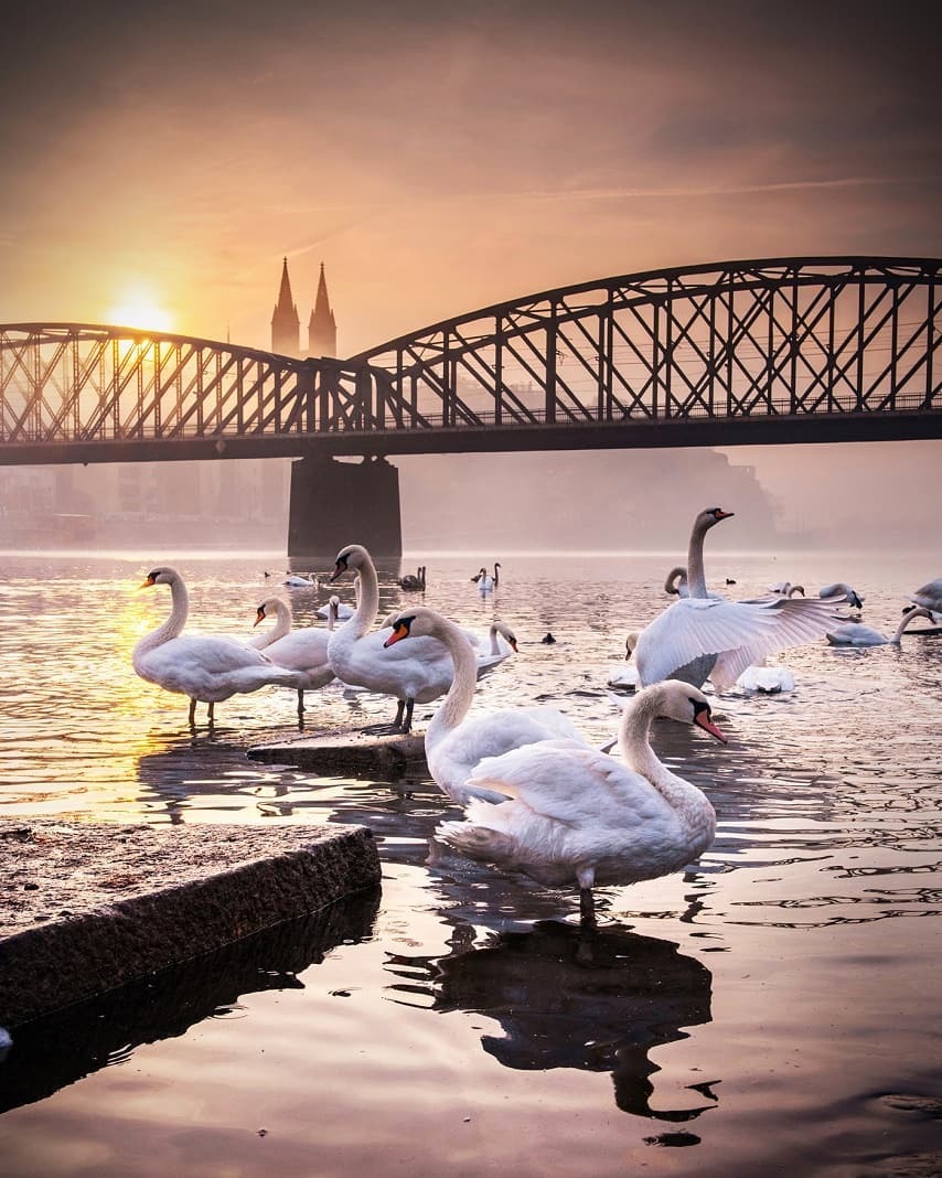 Morning on the Vltava - Prague, Czech, Vltava, Europe, Swans, The photo