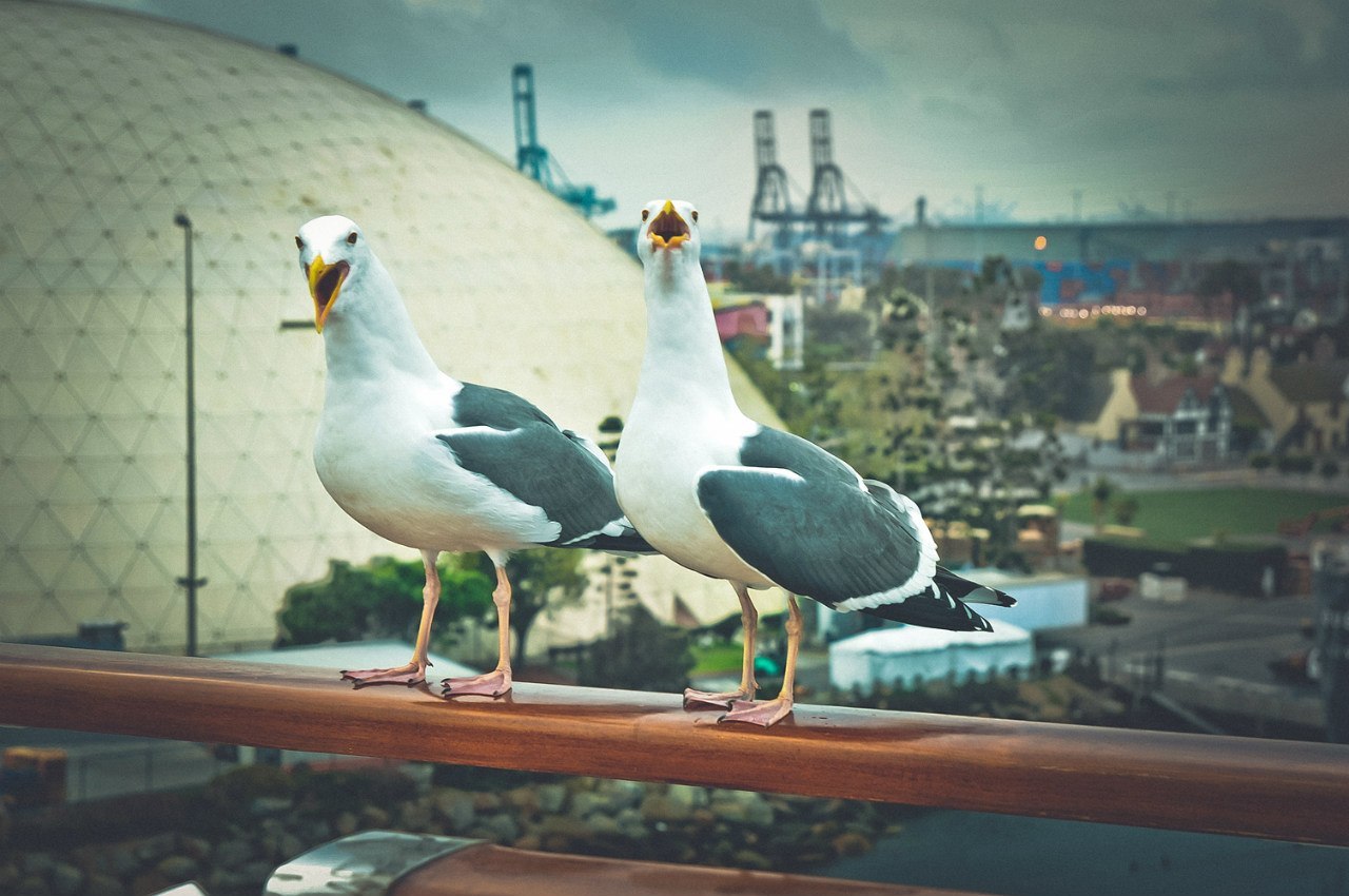 What is the life of a photographer on a cruise ship (part 1) - My, Cruise liners, Cruise, Work, The photo, Abroad, Ship, Ocean, Mat, Longpost