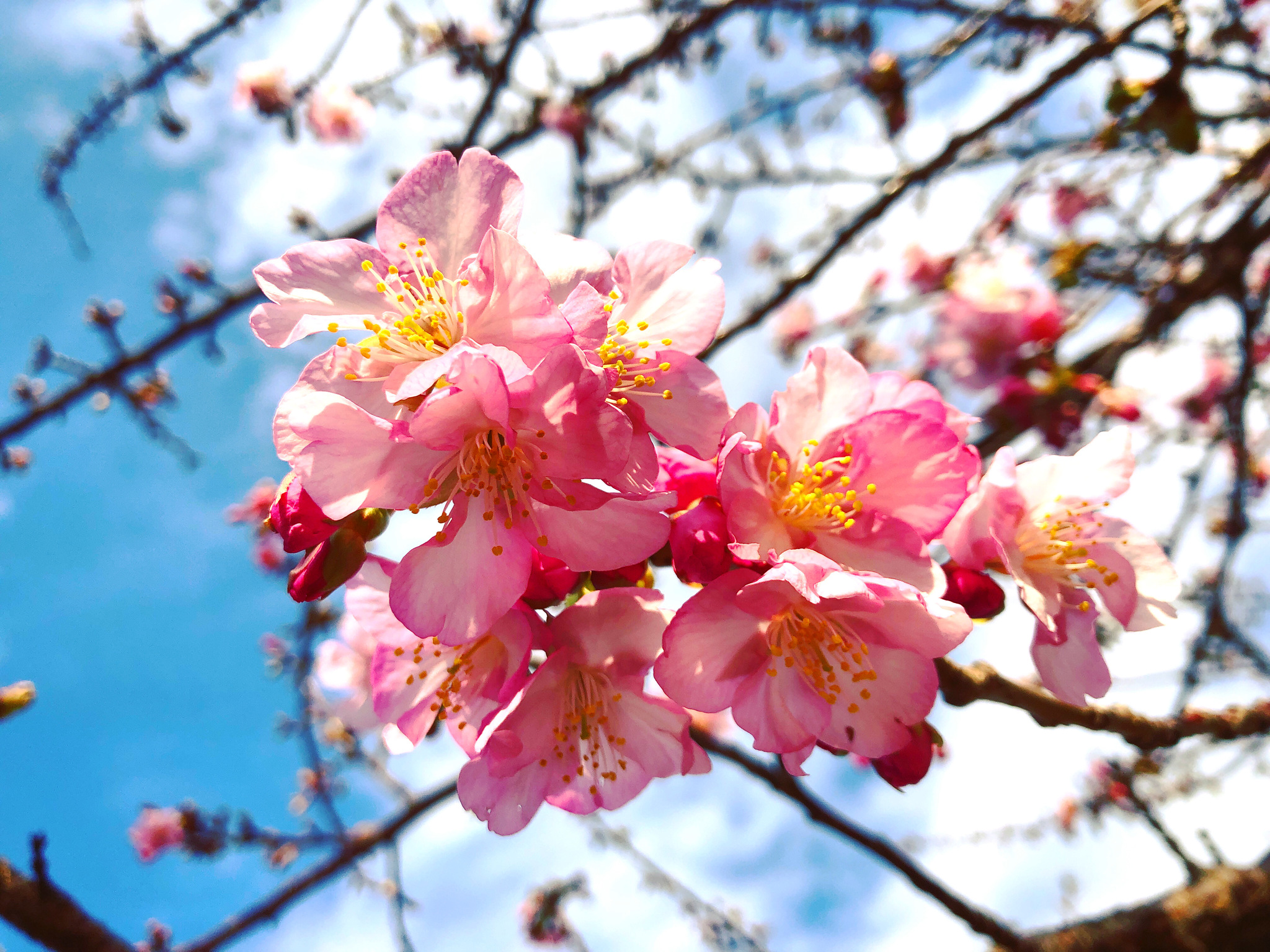 The first cherry blossoms have already bloomed in Tokyo - My, Dmitry Shamov, Japan, Tokyo, Sakura, Spring