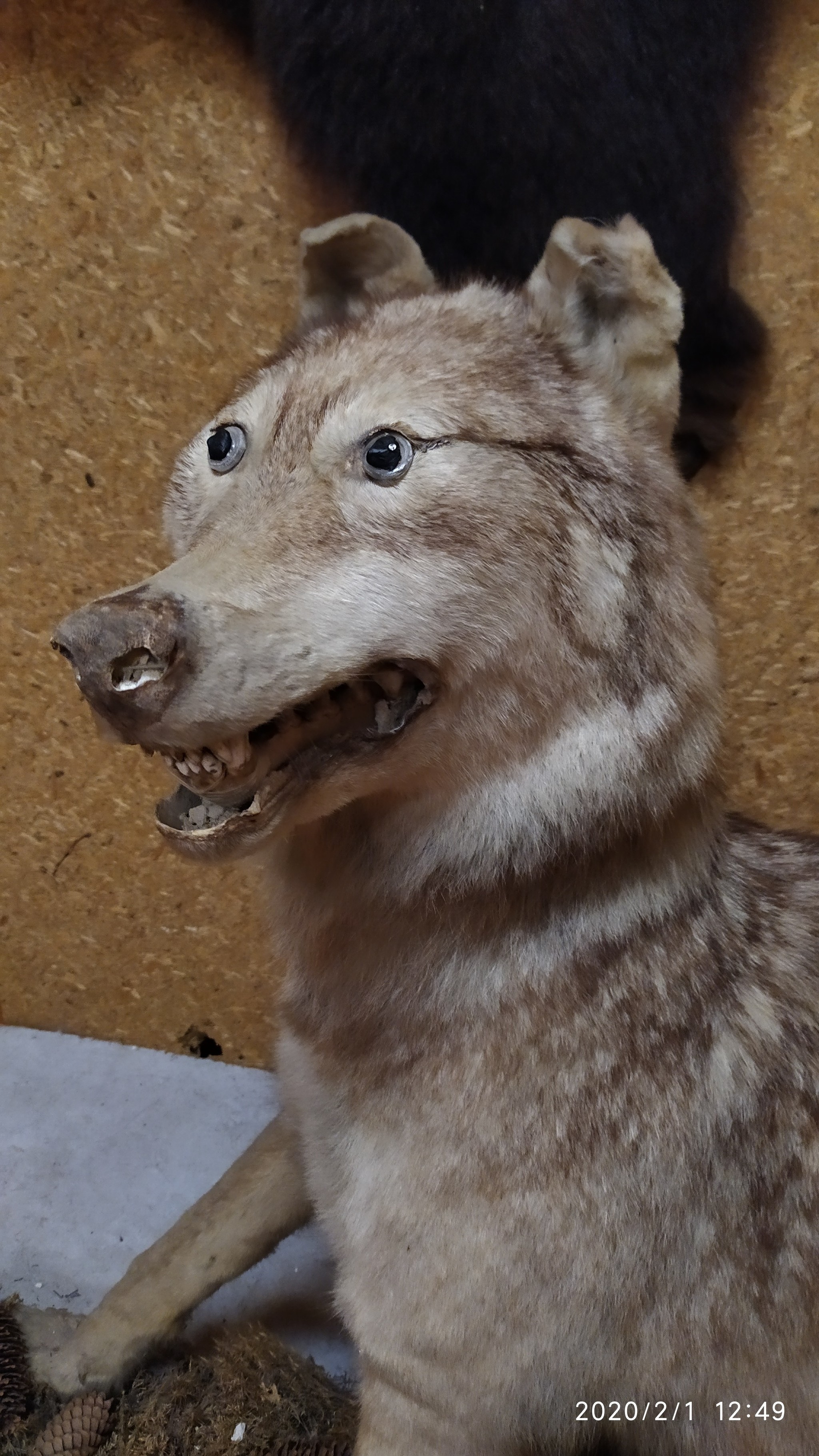 Brother of the stoned fox - My, Taxidermy, Stoned fox, Scarecrow, Longpost