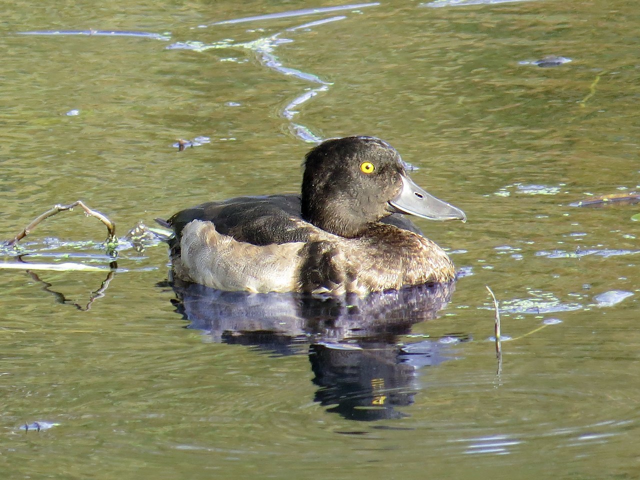 Who can you meet on the banks of the Klyazma in Shchelkovo? Part two - My, Ornithology, Birds, Animals, Schelkovo, Nature, River, Klyazma, Photo hunting, Longpost