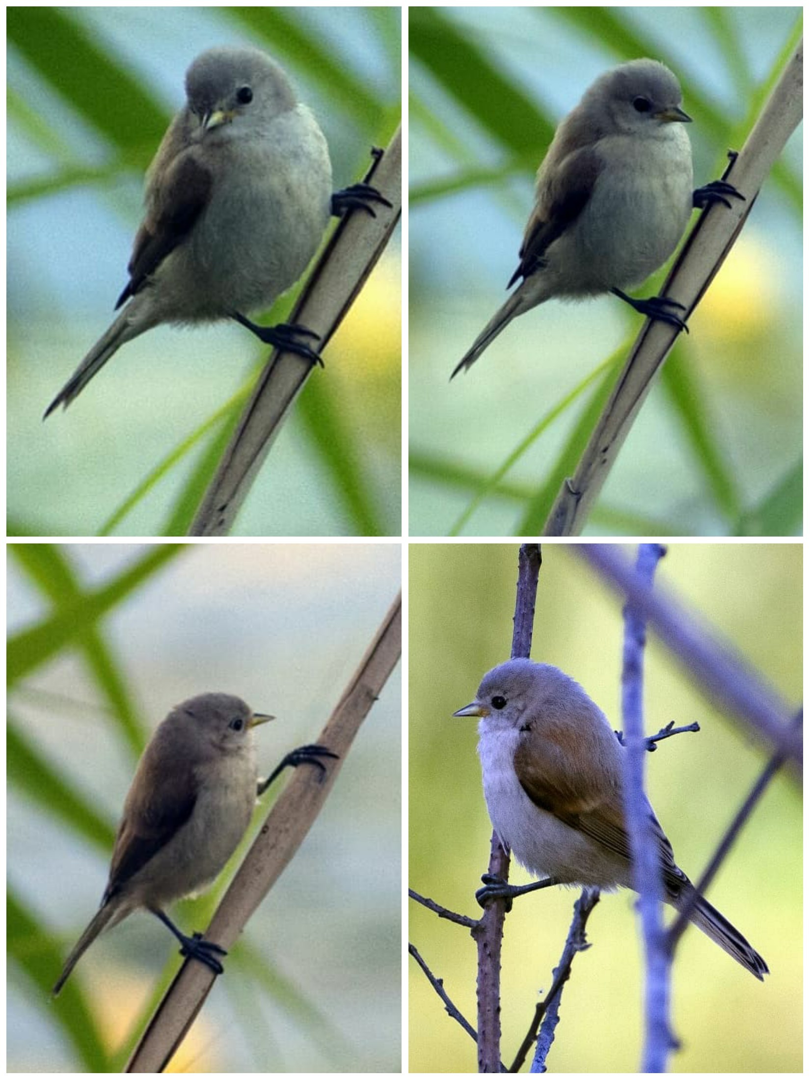 Who can you meet on the banks of the Klyazma in Shchelkovo? Part two - My, Ornithology, Birds, Animals, Schelkovo, Nature, River, Klyazma, Photo hunting, Longpost