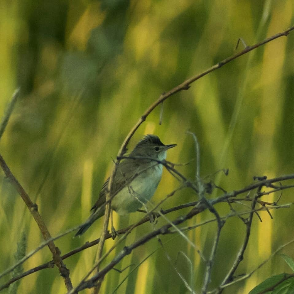 Who can you meet on the banks of the Klyazma in Shchelkovo? Part two - My, Ornithology, Birds, Animals, Schelkovo, Nature, River, Klyazma, Photo hunting, Longpost