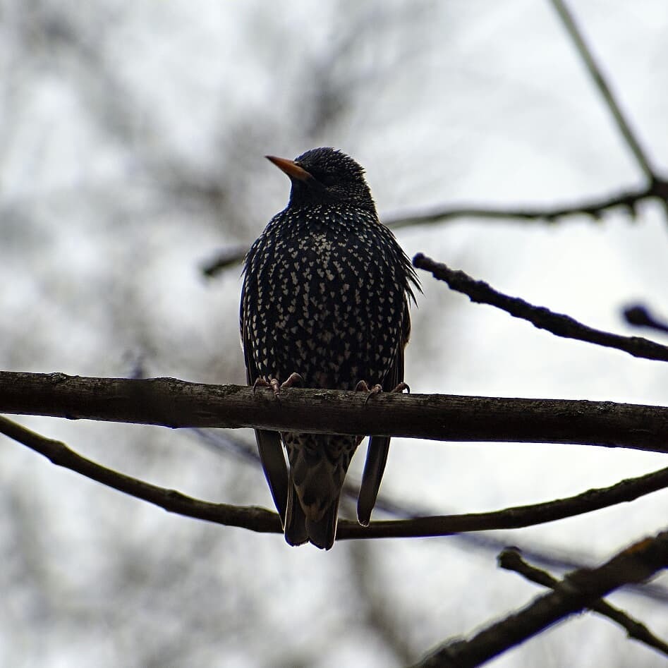 Who can you meet on the banks of the Klyazma in Shchelkovo? Part two - My, Ornithology, Birds, Animals, Schelkovo, Nature, River, Klyazma, Photo hunting, Longpost