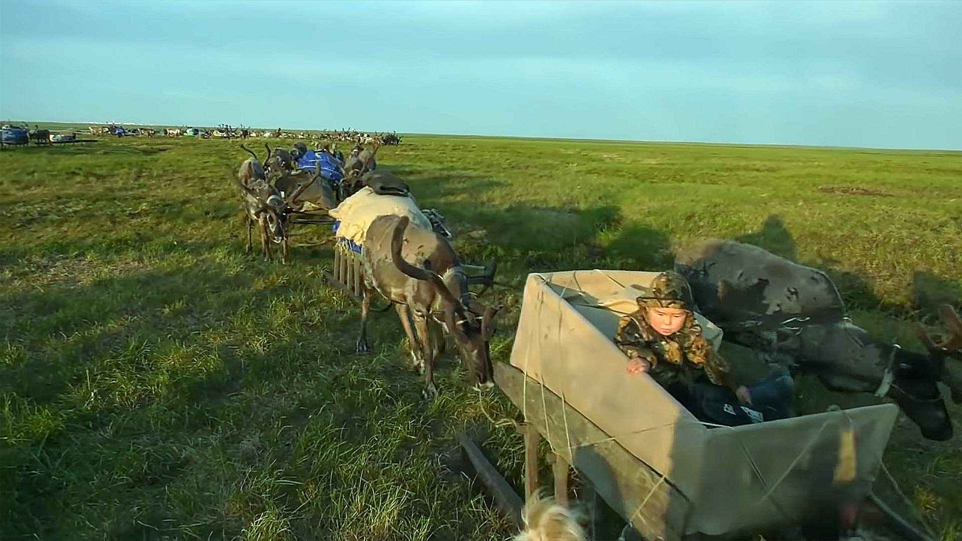 NEDARMA - the path, the roads of the Khudi family - Yamal, Deer, Reindeer herder, Nenets, Pasture, Nomads, Tundra, Arctic, Video, Longpost