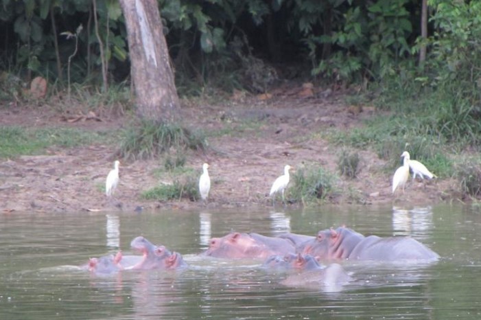 Pablo Escobar's Hippos - hippopotamus, Pablo Escobar, Colombia, Nature, Longpost