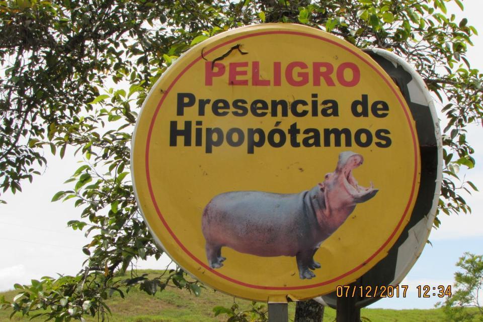 Pablo Escobar's Hippos - hippopotamus, Pablo Escobar, Colombia, Nature, Longpost