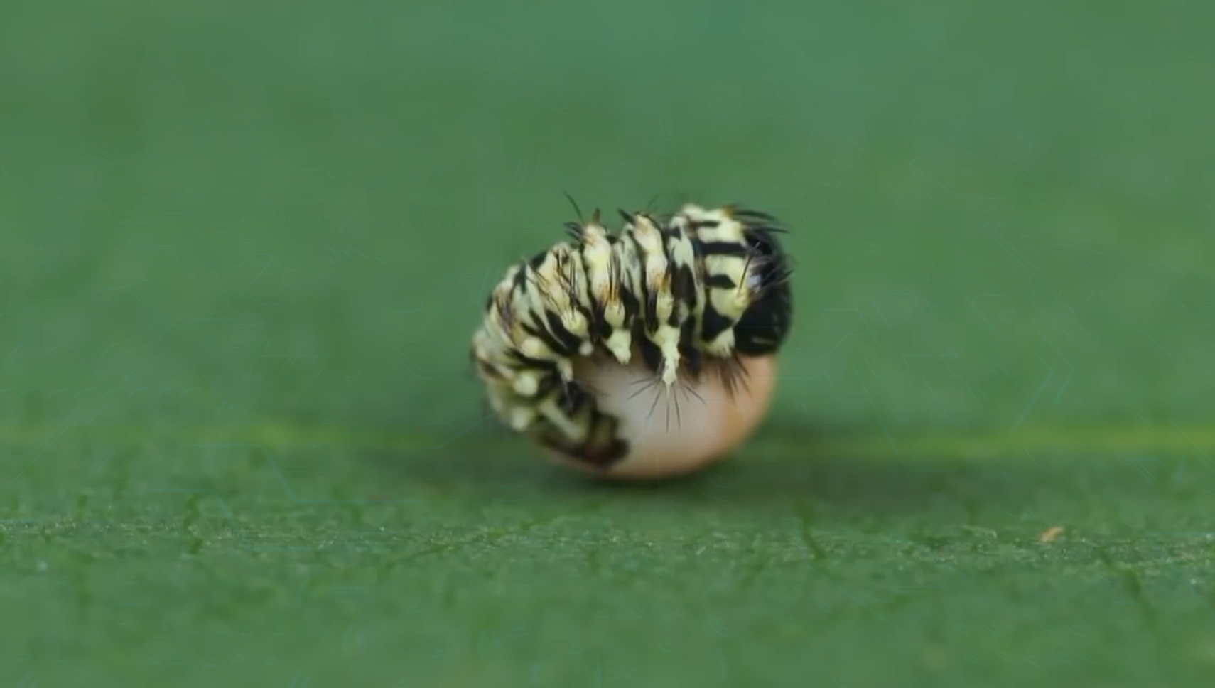 Full life cycle of the Peacock-eye Atlas - Butterfly, Insects, Life cycle, Metamorphosis, Caterpillar, Video, Longpost