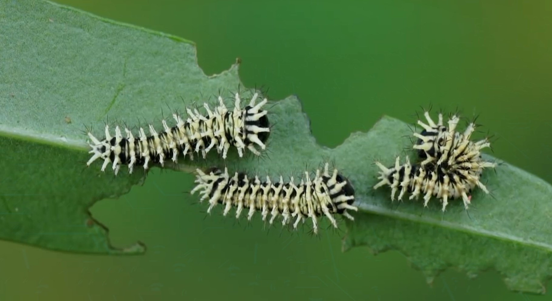 Full life cycle of the Peacock-eye Atlas - Butterfly, Insects, Life cycle, Metamorphosis, Caterpillar, Video, Longpost