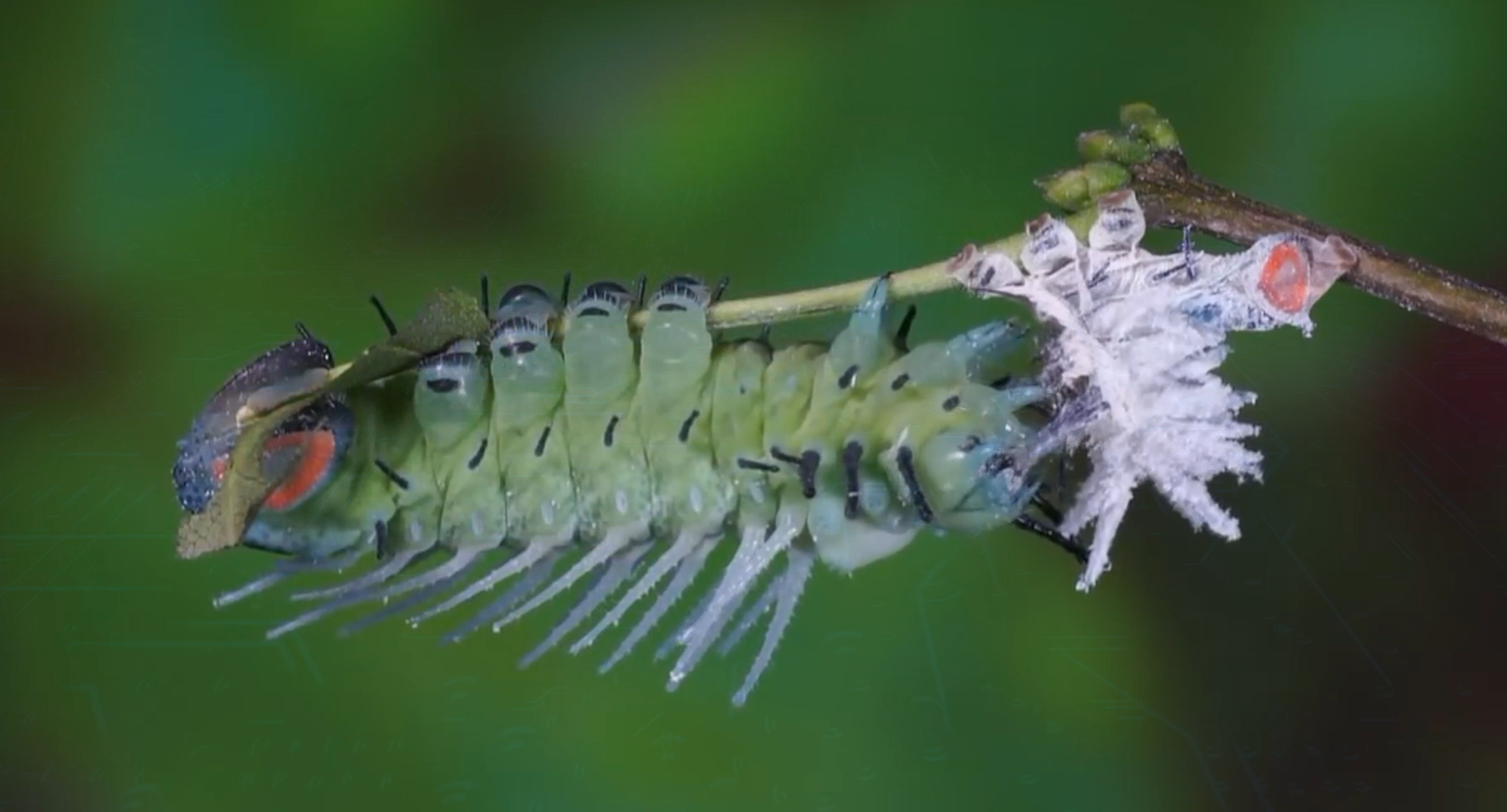 Full life cycle of the Peacock-eye Atlas - Butterfly, Insects, Life cycle, Metamorphosis, Caterpillar, Video, Longpost