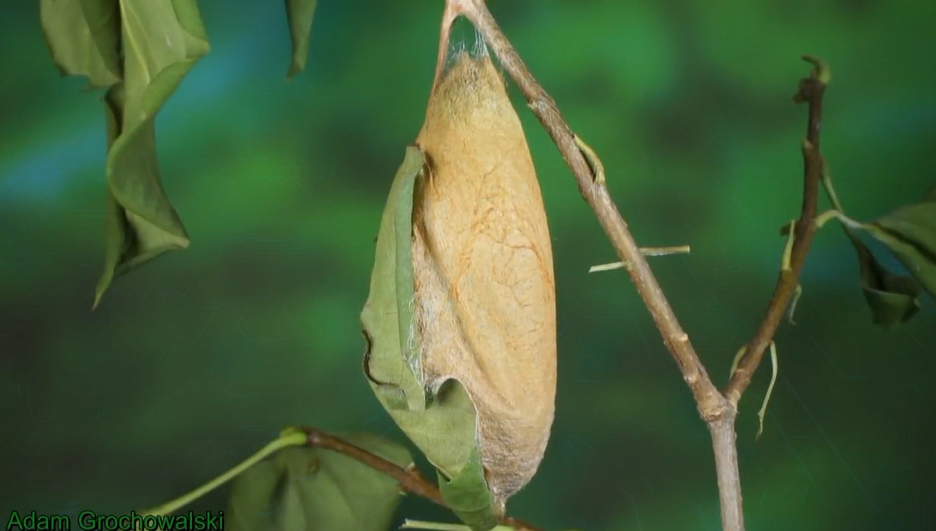 Full life cycle of the Peacock-eye Atlas - Butterfly, Insects, Life cycle, Metamorphosis, Caterpillar, Video, Longpost