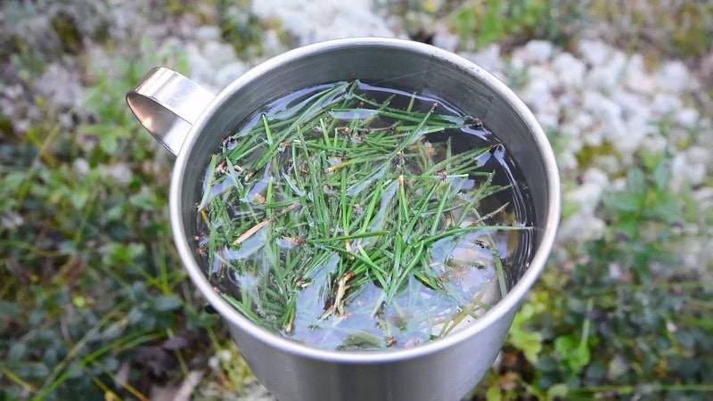 Needles for food! How to feed the population of Russia during the war - Copy-paste, Natural resources, Interesting, Longpost, Needles, Forest, Nutrition