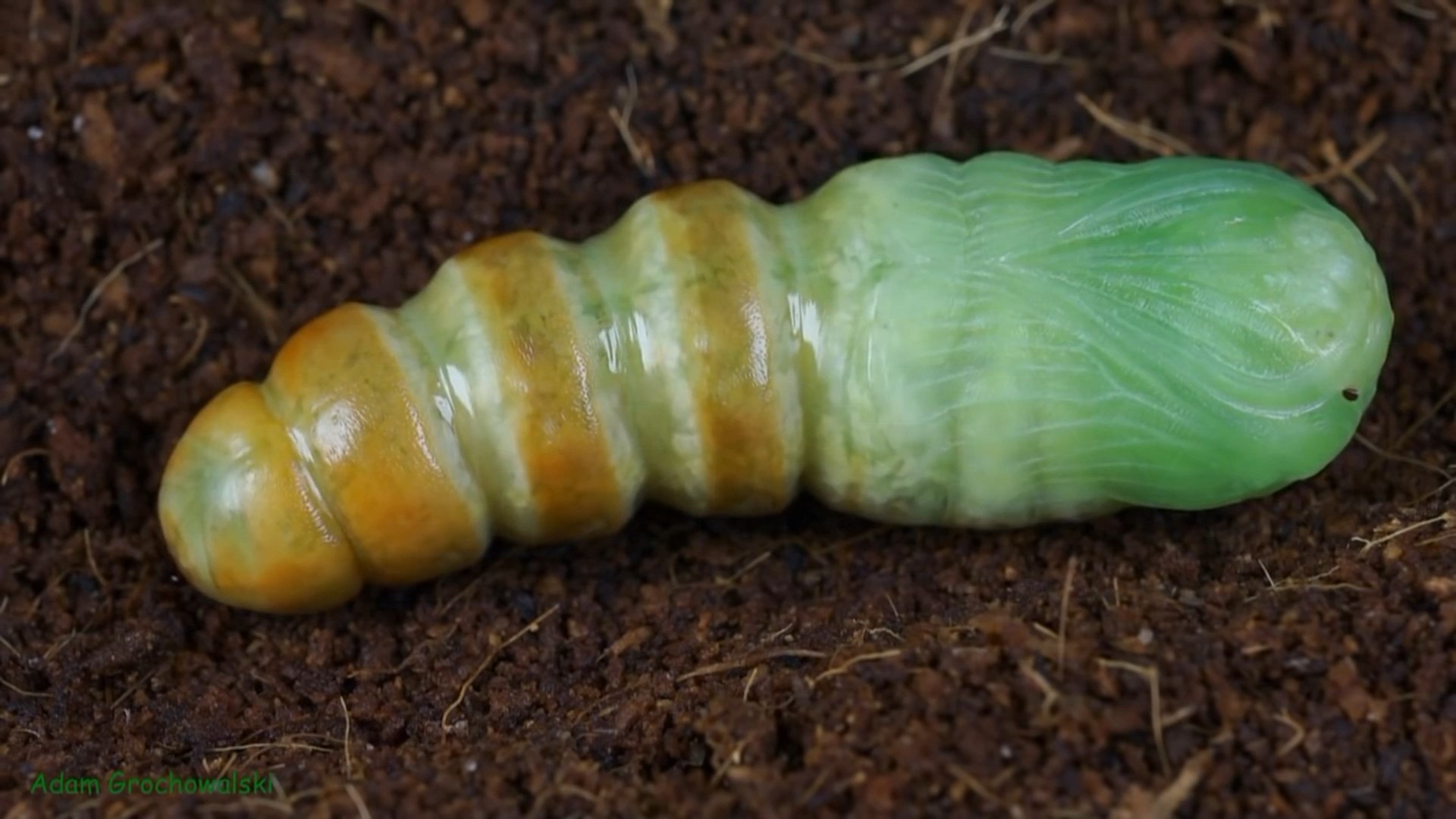 Full life cycle of Far Eastern Bramea - Butterfly, Caterpillar, Life cycle, Metamorphosis, Insects, Video, Longpost