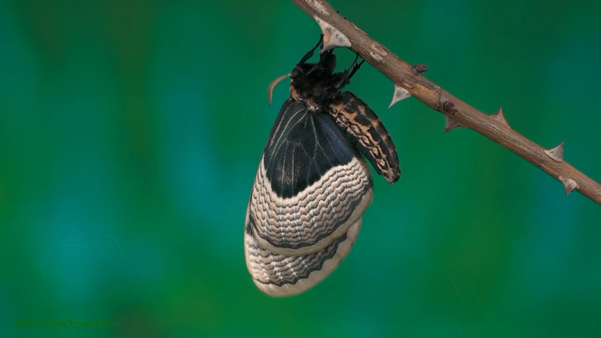 Full life cycle of Far Eastern Bramea - Butterfly, Caterpillar, Life cycle, Metamorphosis, Insects, Video, Longpost