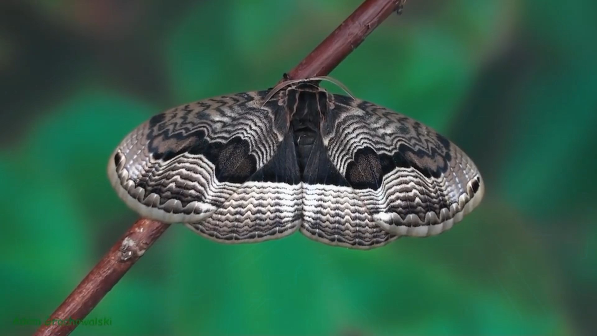 Full life cycle of Far Eastern Bramea - Butterfly, Caterpillar, Life cycle, Metamorphosis, Insects, Video, Longpost