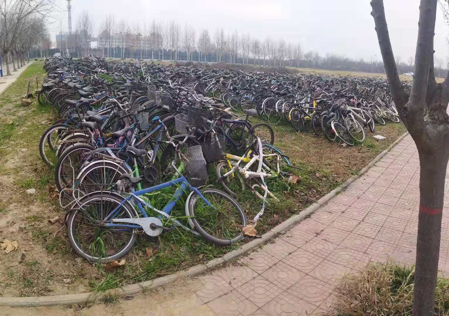 Giant bicycle dump in front of the house - My, China, A bike, Dump, Disposal, Longpost