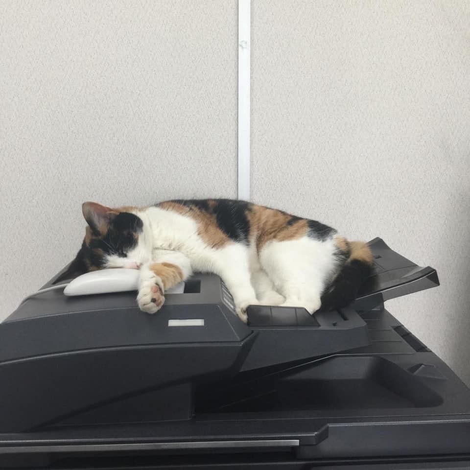 The new employee is tired and falls asleep - cat, Catomafia, a printer