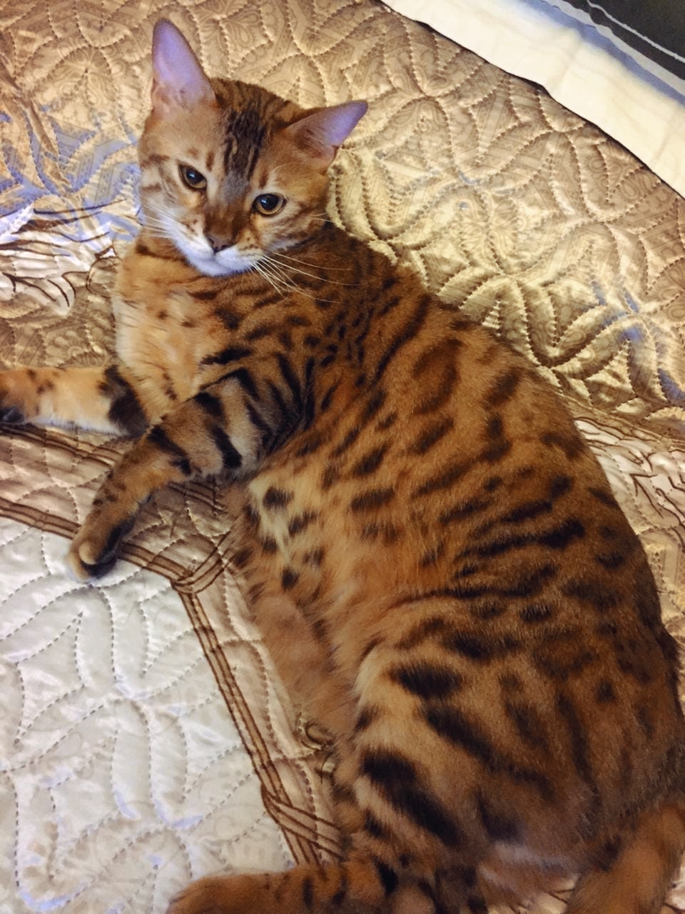 Bengal Ricci needs a family! - My, cat, Kindness, Moscow, Help, In good hands, Homeless animals, No rating, Longpost