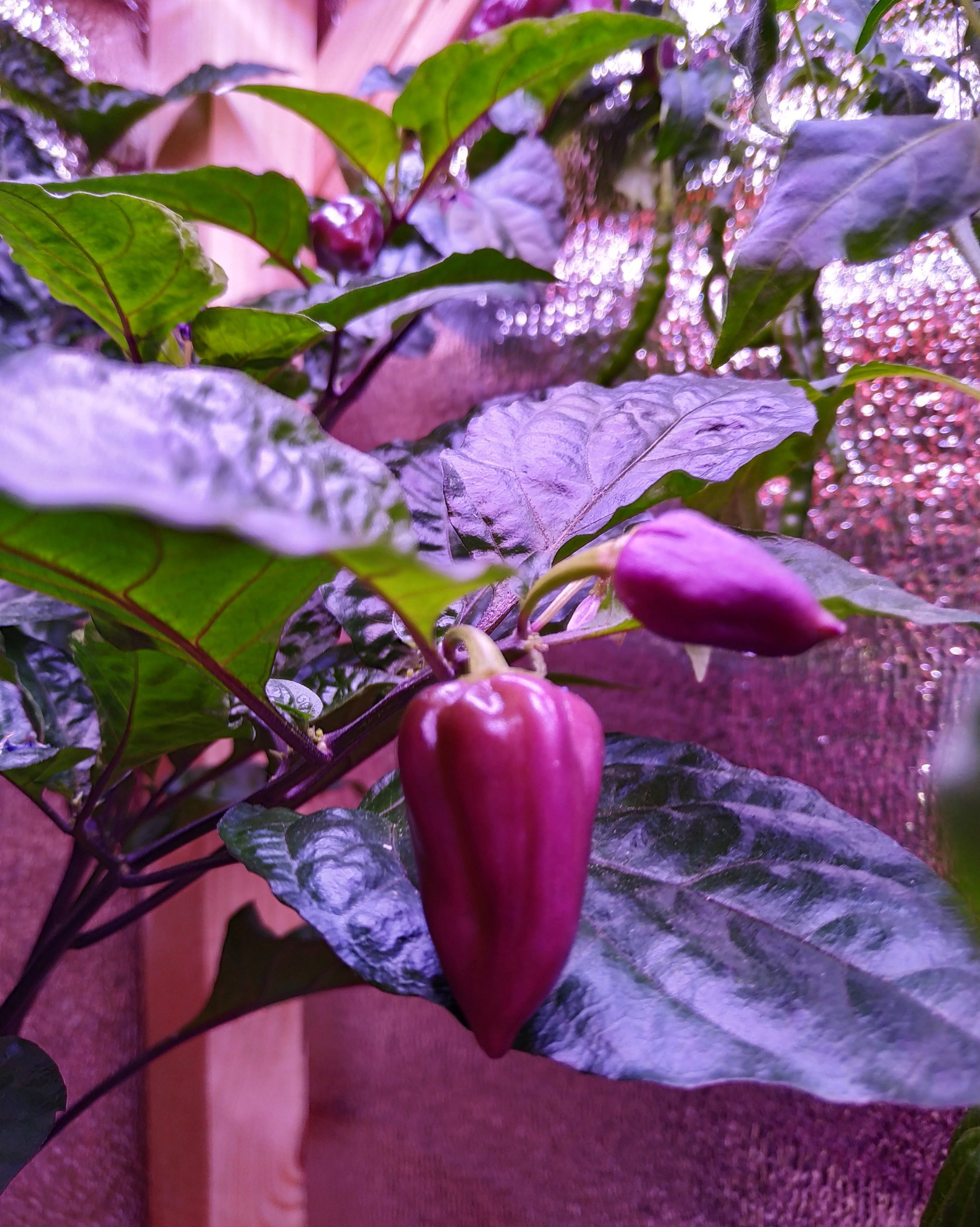 Long live spicy 4) - My, Hot peppers, Growing, Pepper, Longpost