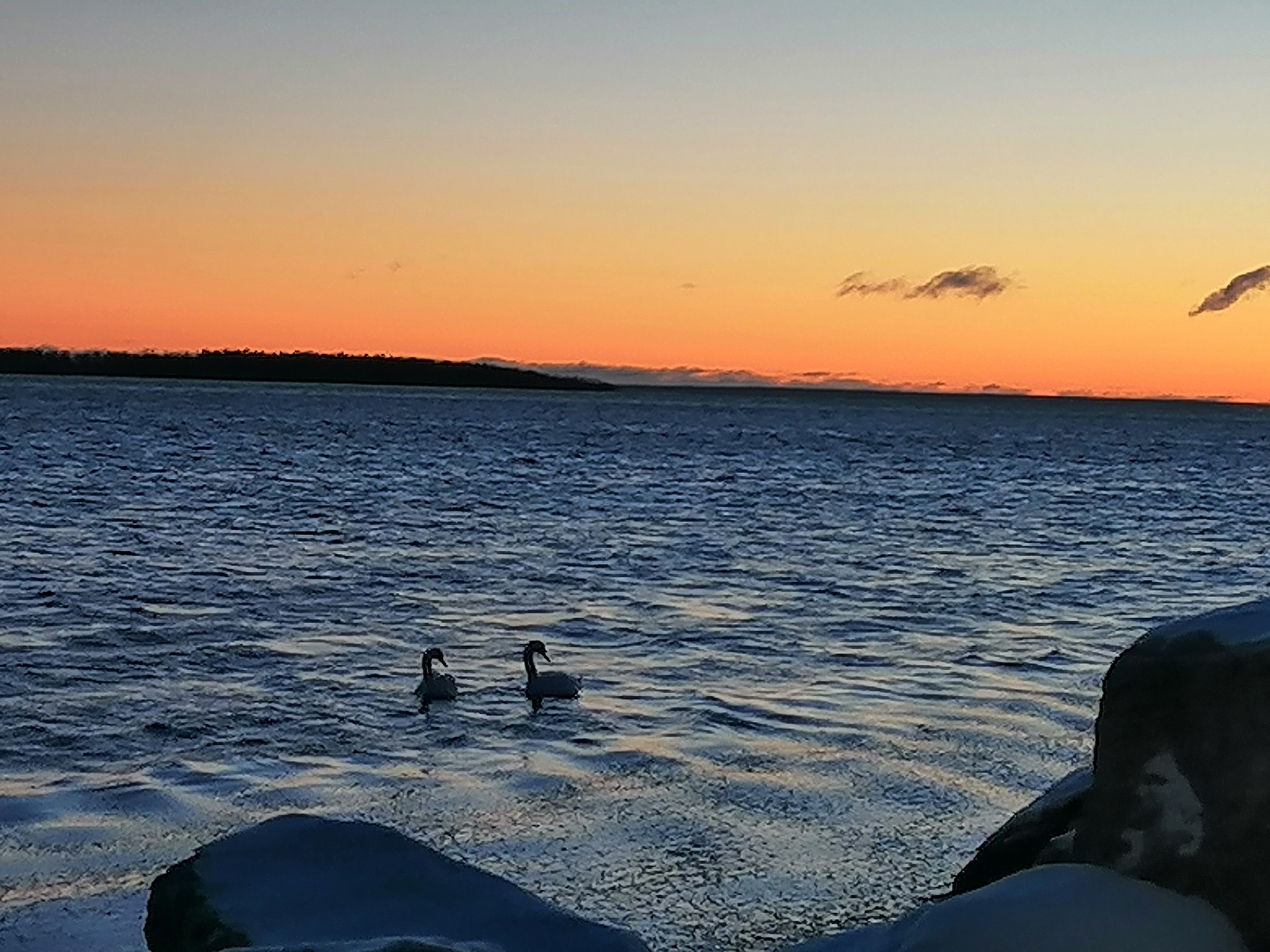 Swans, morning, Gulf of Finland - My, Swans, Morning, The Gulf of Finland, Longpost