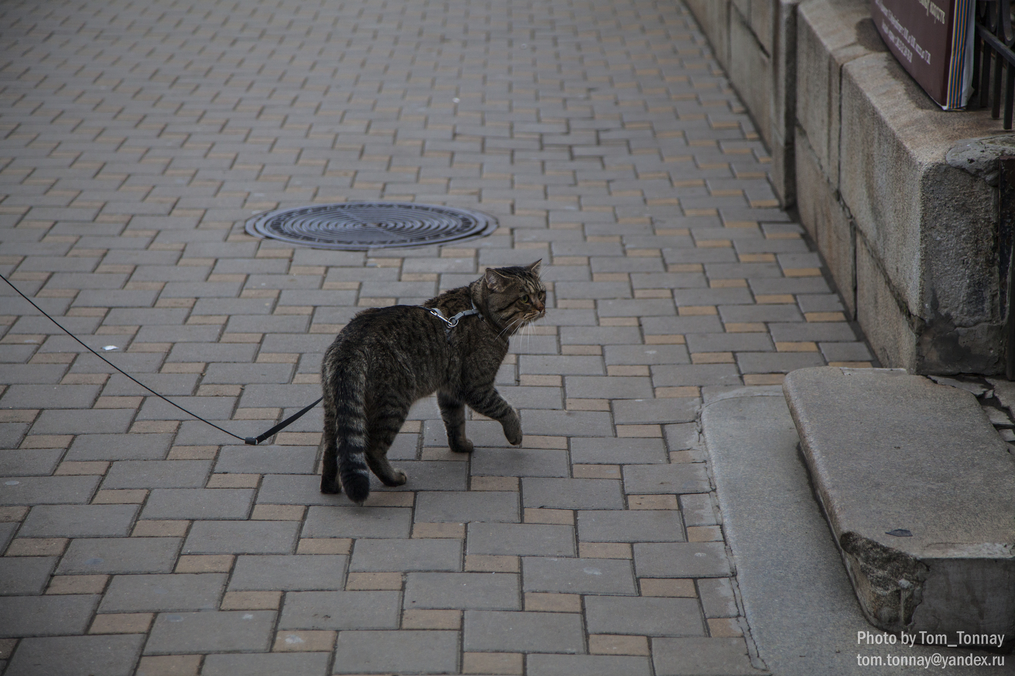 Walk around Rostov-on-Don - My, Rostov-on-Don, City walk, Fog, The street, cat, Architecture, Town, Travel across Russia, Longpost