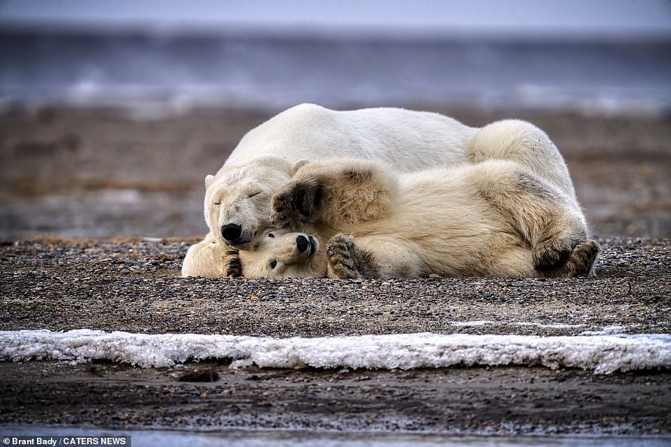 Polar bear cub plays with mom - The Bears, Polar bear, Milota, Longpost, Animals