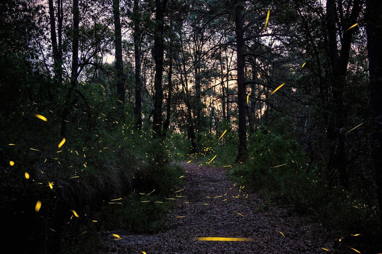 fireflies - Insects, Fireflies, The photo, Nature, Longpost