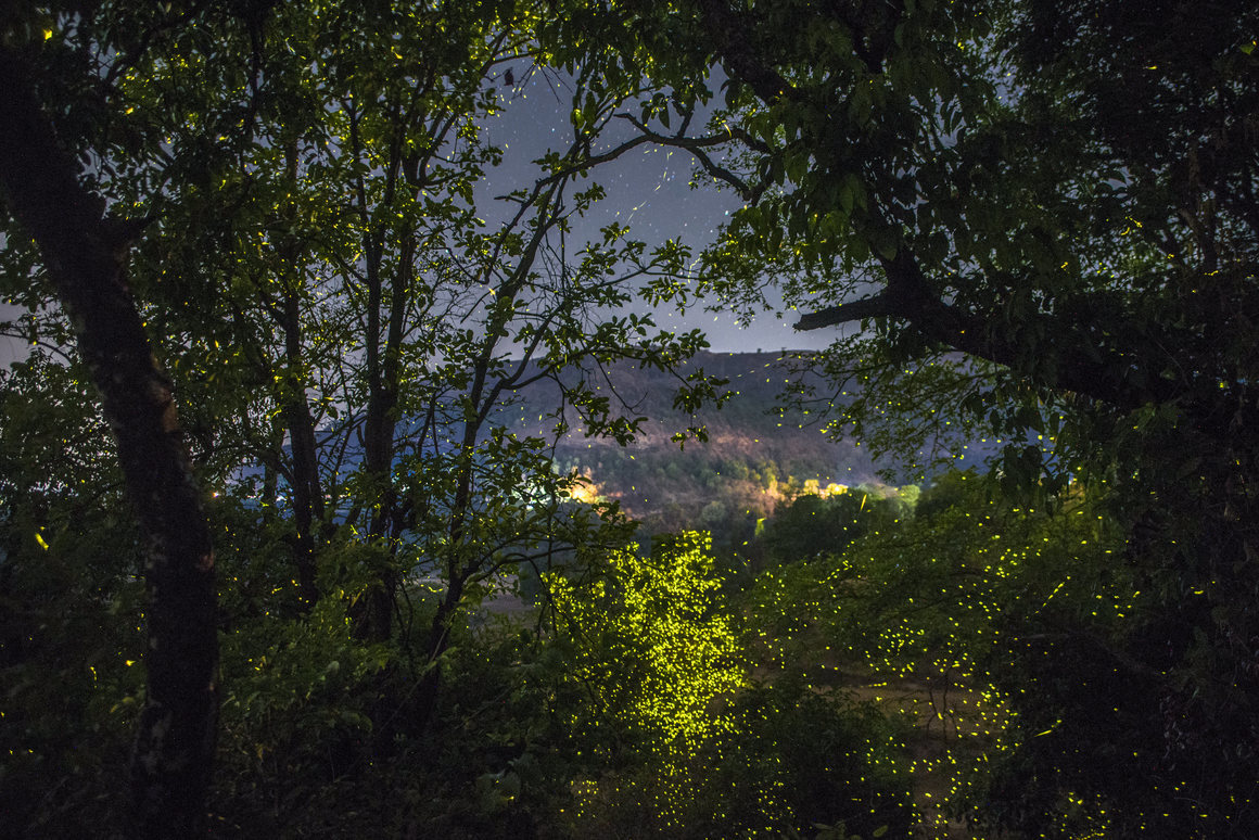 fireflies - Insects, Fireflies, The photo, Nature, Longpost