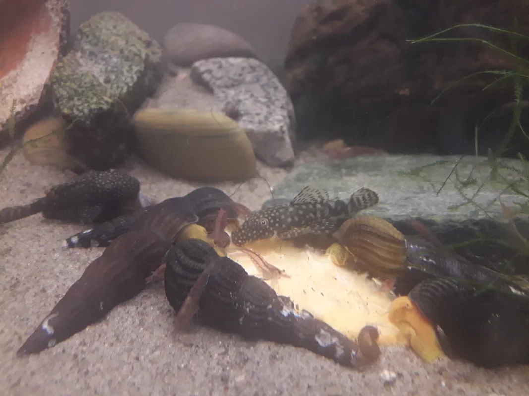 We shared an orange! - My, Snail, Aquarium, Aquarium, Ancistrus, Aquarium shrimp