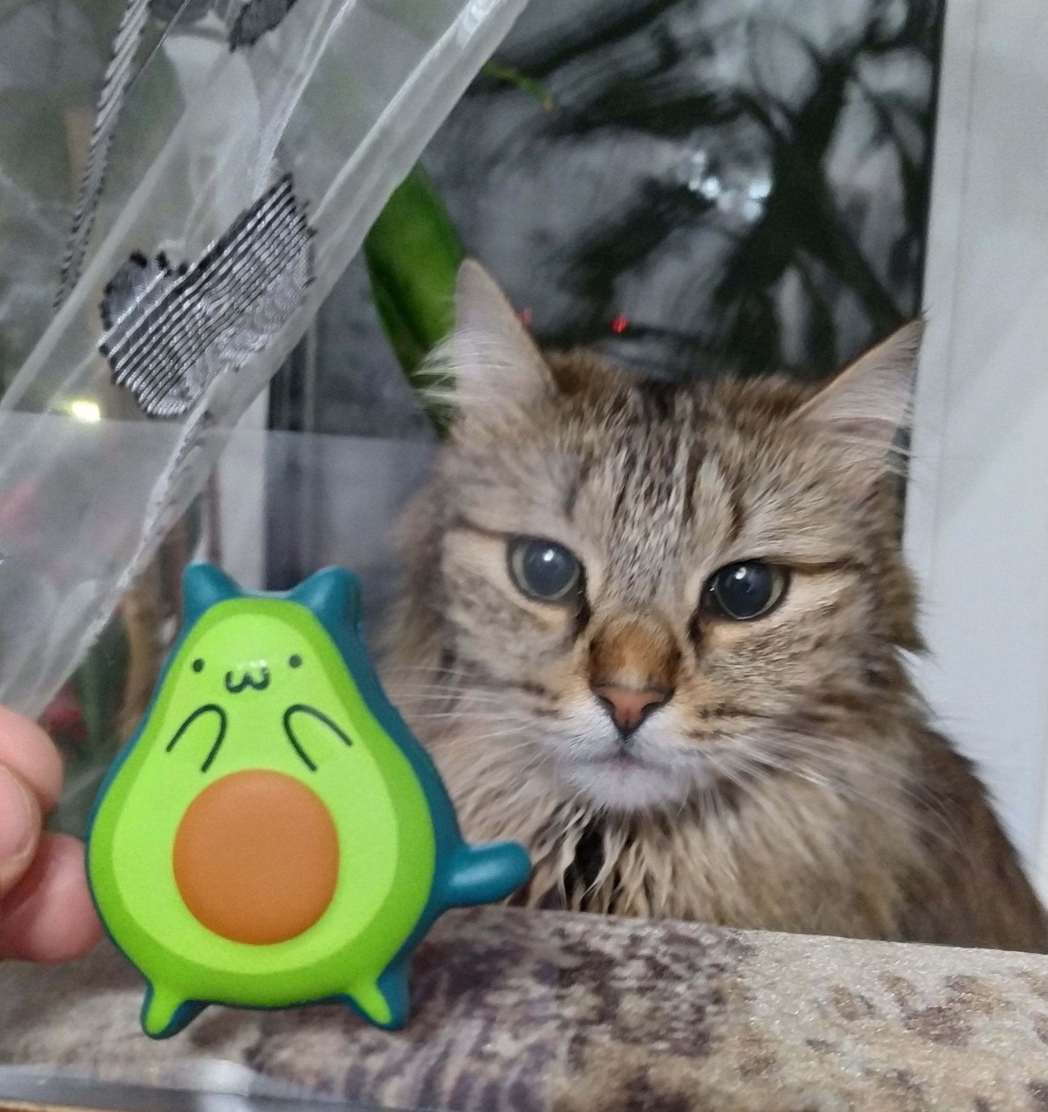 Avocat - My, cat, Avocado