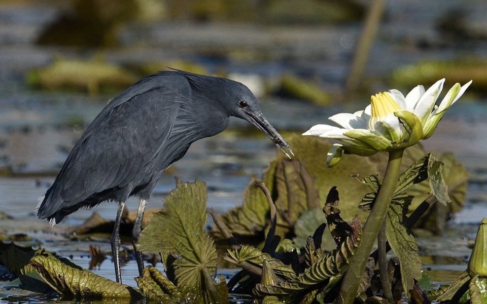 black heron - Heron, Black Heron, The photo, Longpost