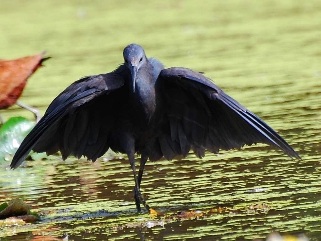 black heron - Heron, Black Heron, The photo, Longpost