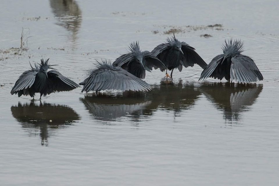 black heron - Heron, Black Heron, The photo, Longpost