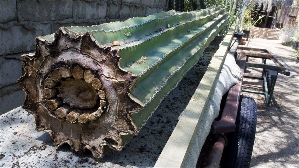 Cactus - Trunk, Cactus, From the network, Saw