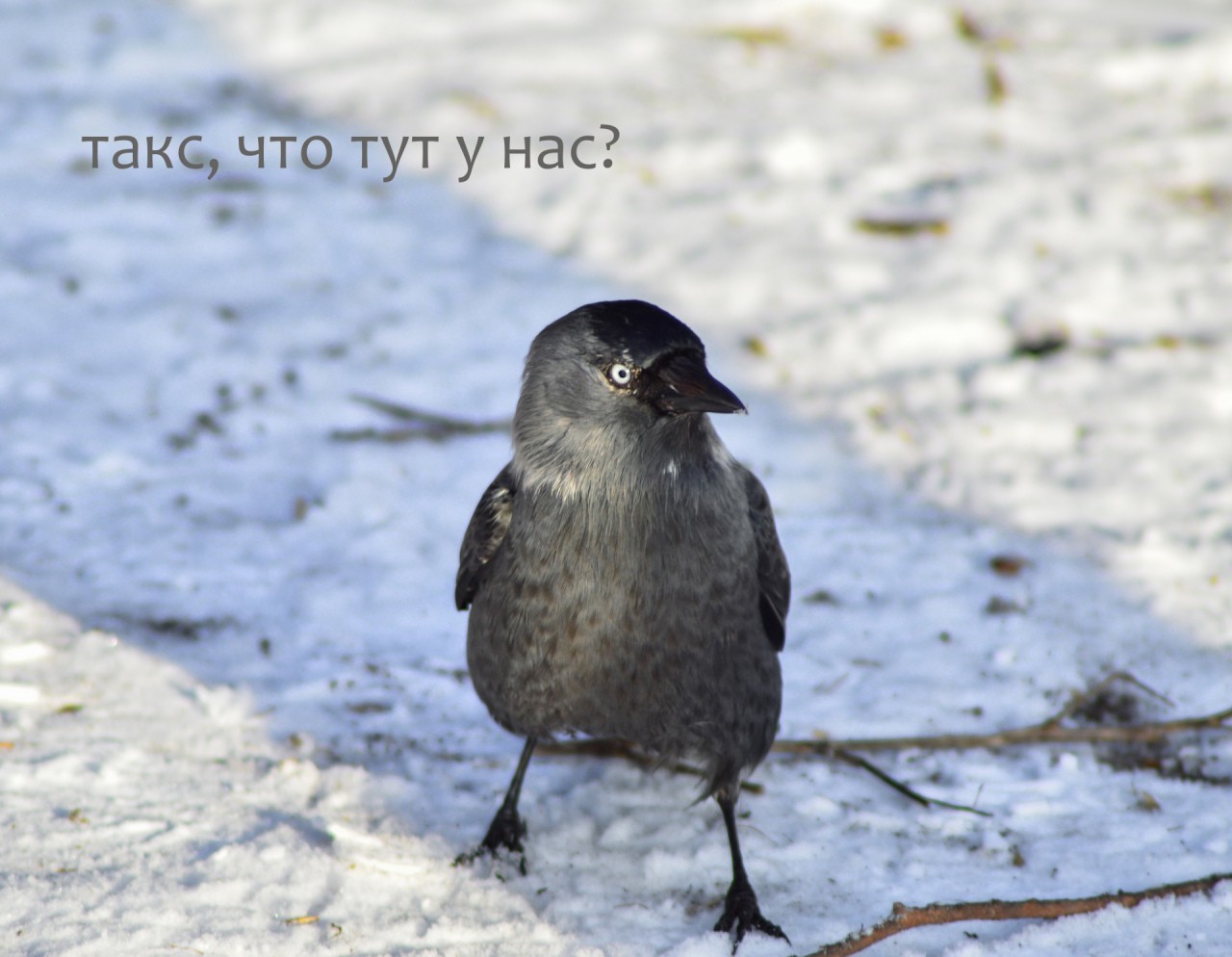 How to break a bird - My, Trough, Birds, Matrix failure, Humor, Jackdaw, Longpost