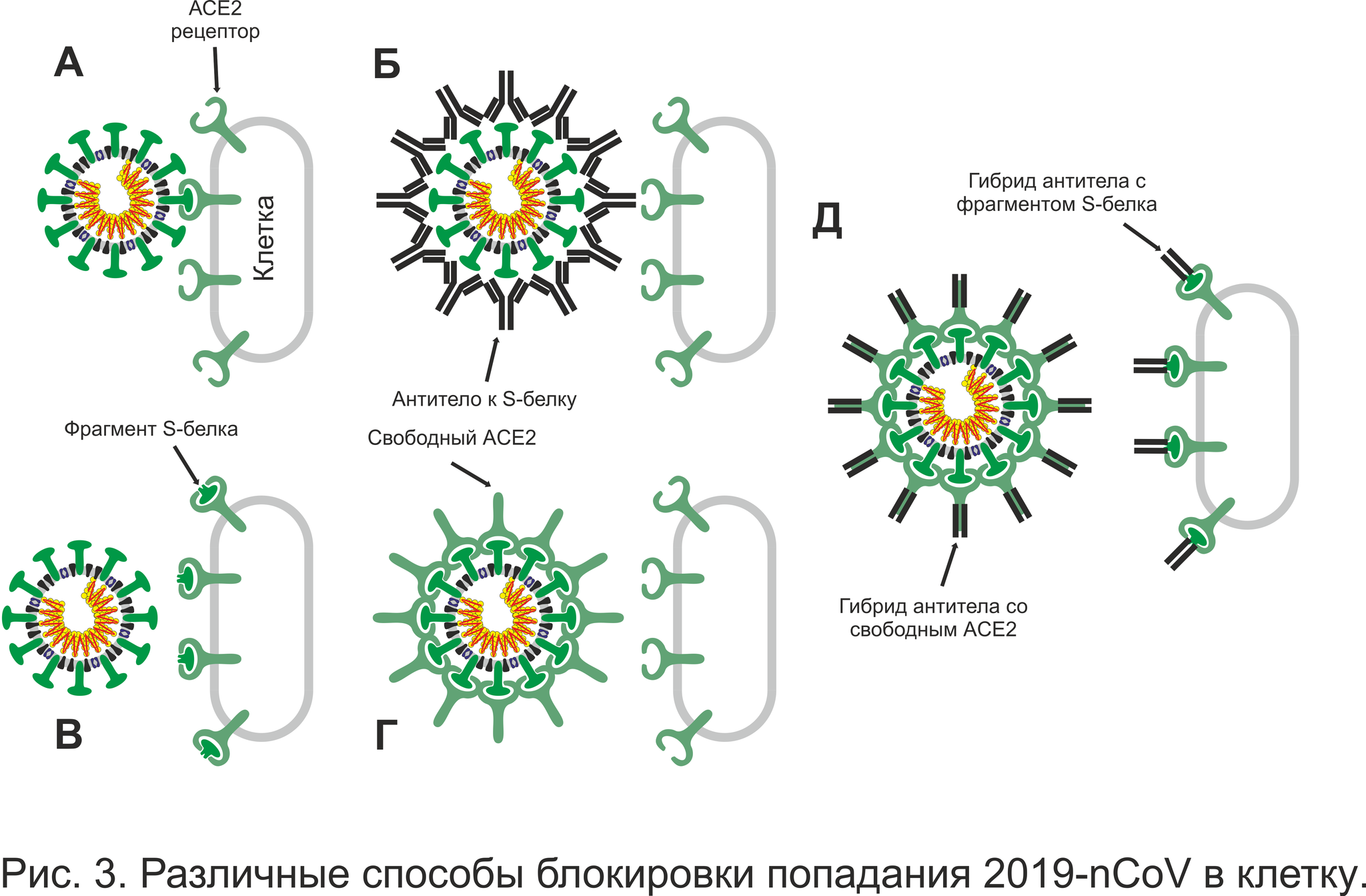 2019-nCoV: в начале долгого пути - Моё, Коронавирус, Биология, Негатив, Хорошие новости, Длиннопост