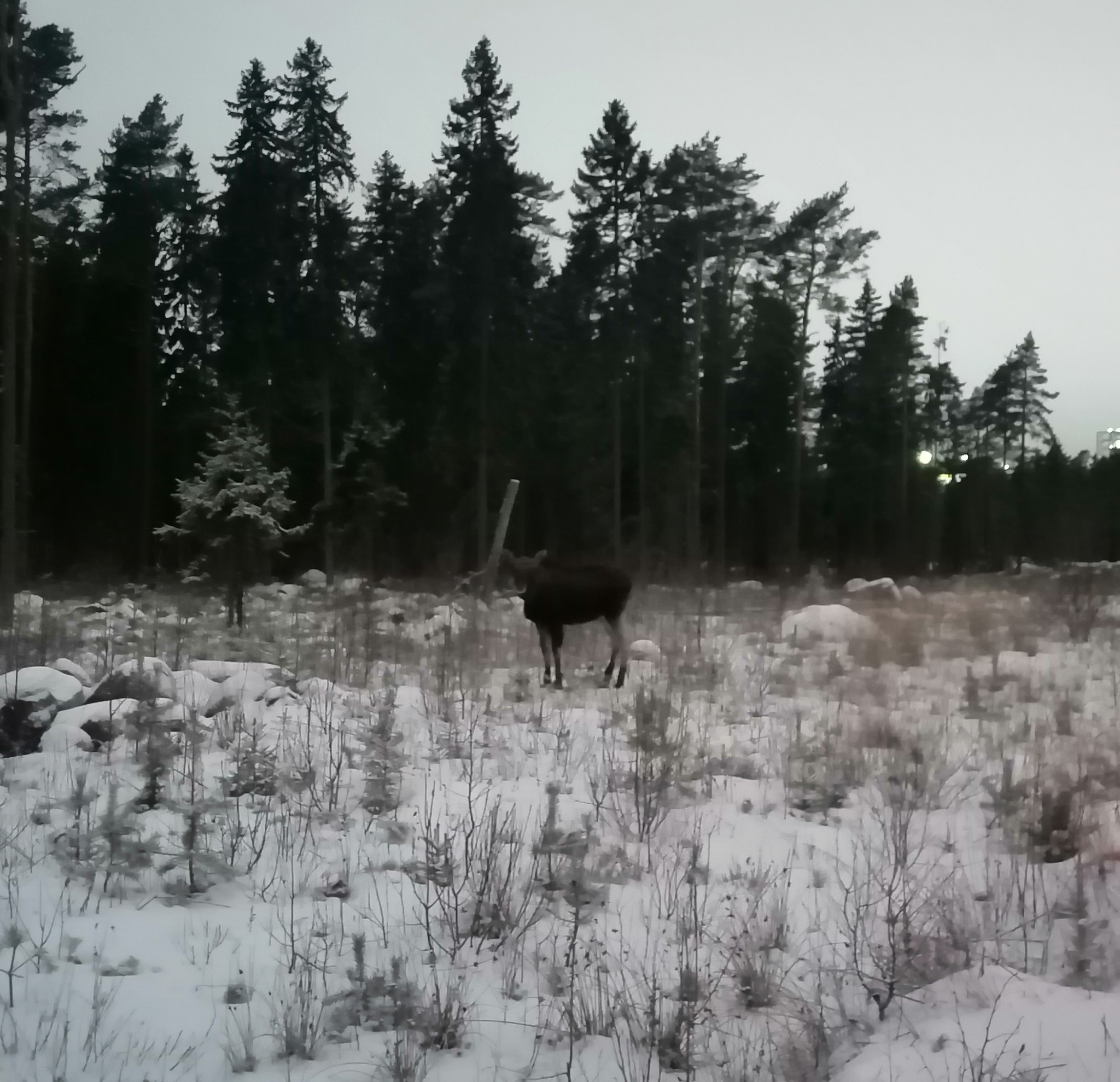 Morning, elk, shore of the financial bay))) - My, Morning, Elk, The Gulf of Finland, Longpost