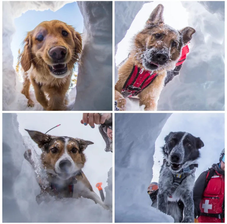 Good boys practice searching for people under the snow - Dog, Pets, Service dogs, Alps, Avalanche, Snow, Switzerland, People search