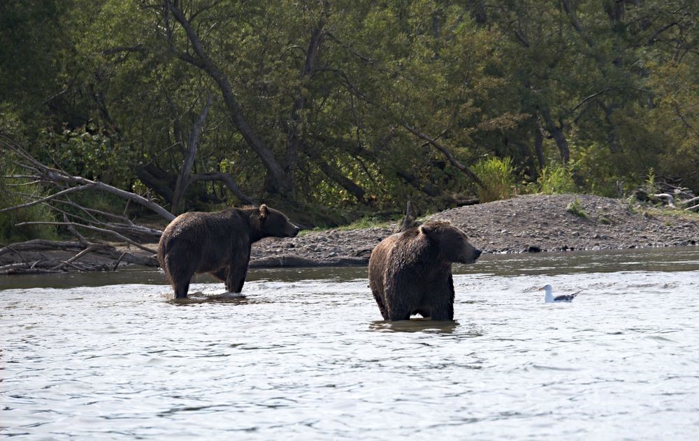 Kamchatka, Kurilskoe, bears - My, Kamchatka, The Bears, Longpost, Ilyinsky Volcano, Kuril lake