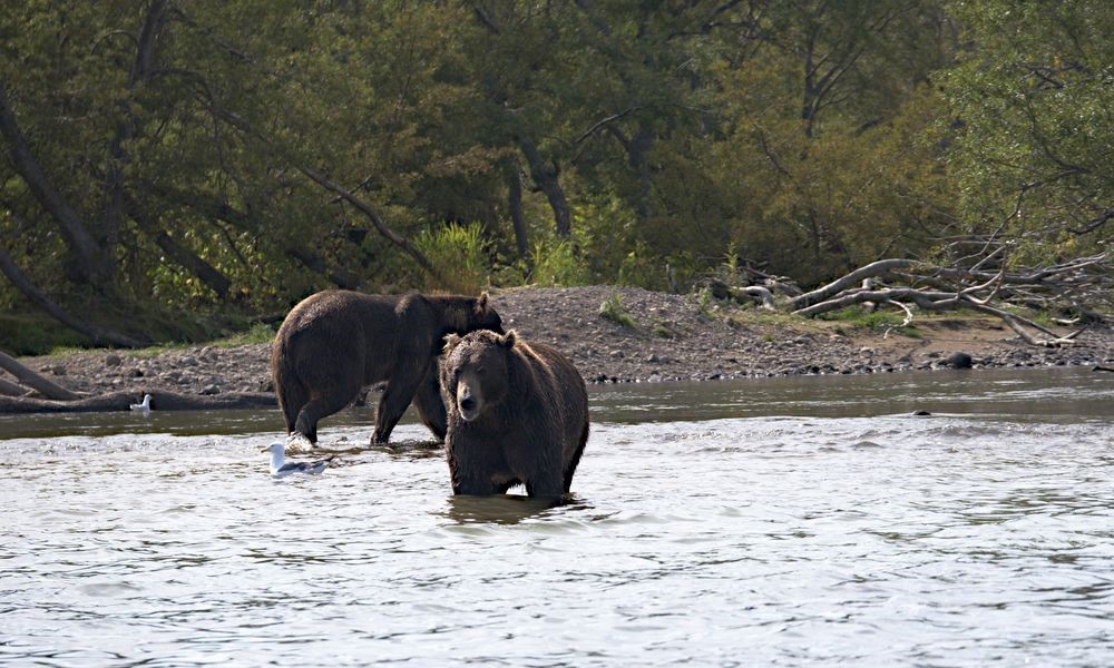 Kamchatka, Kurilskoe, bears - My, Kamchatka, The Bears, Longpost, Ilyinsky Volcano, Kuril lake