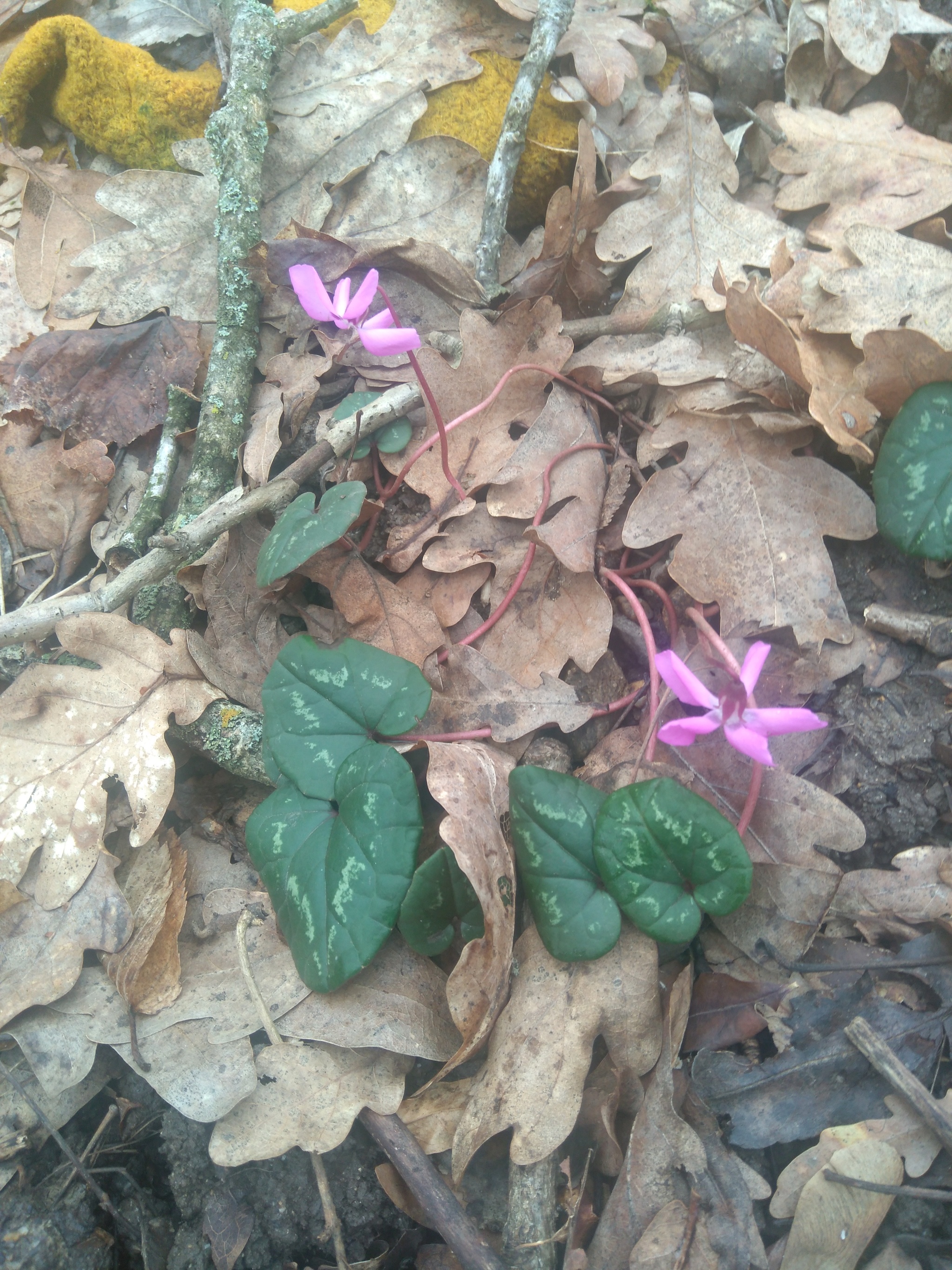 Reply to the post “And in our yard... spring is in February” - My, Nature, Winter, Flowers, Reply to post, Longpost