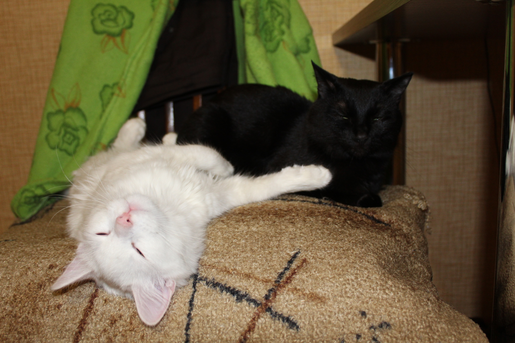 A little bit from the life of cats 2 - My, cat, Catomafia, Yin Yang, Longpost