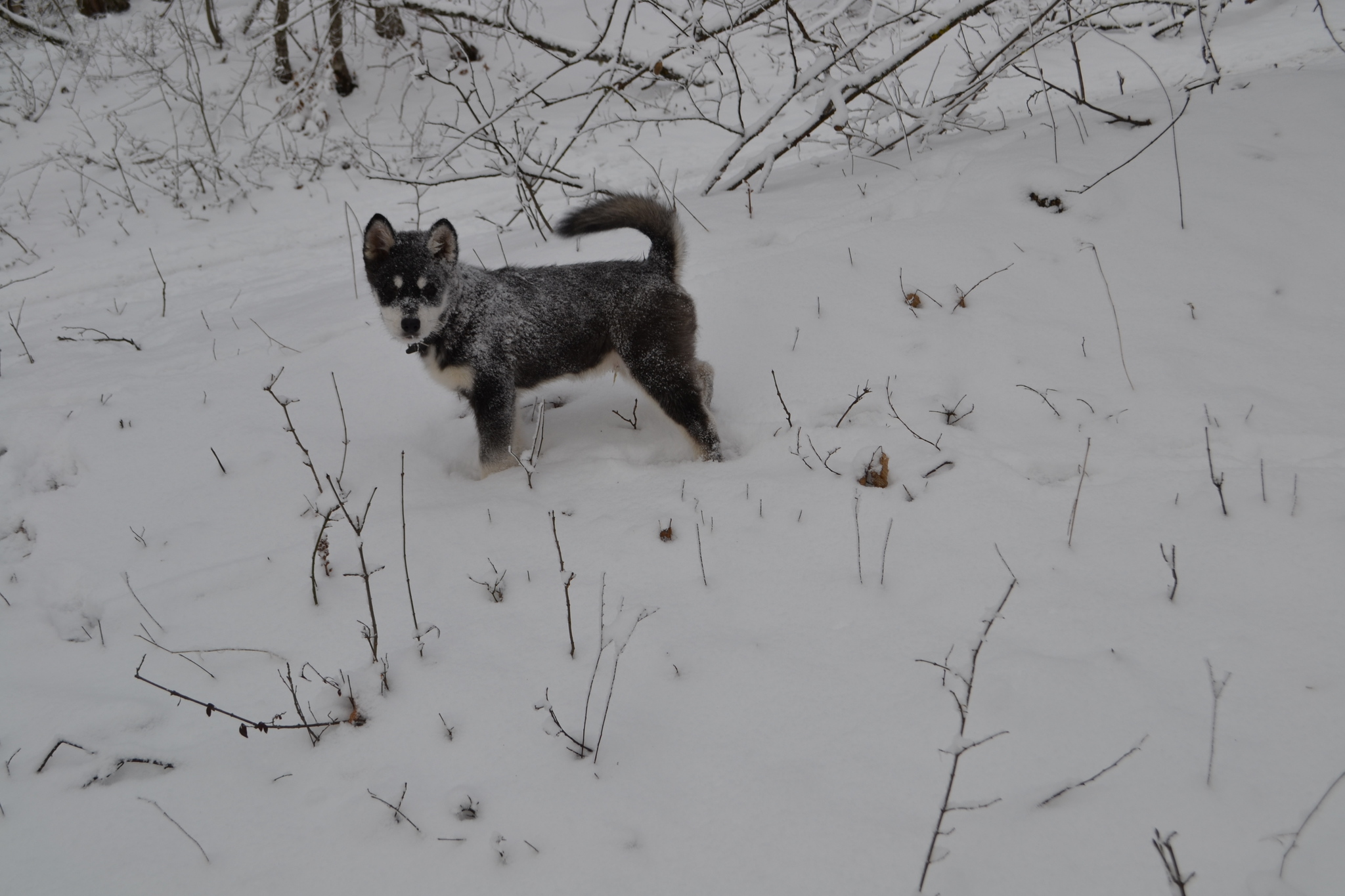 When does a Malamute puppy see snow for the first time? - Puppies, Alaskan Malamute, Snow, The photo, Dog